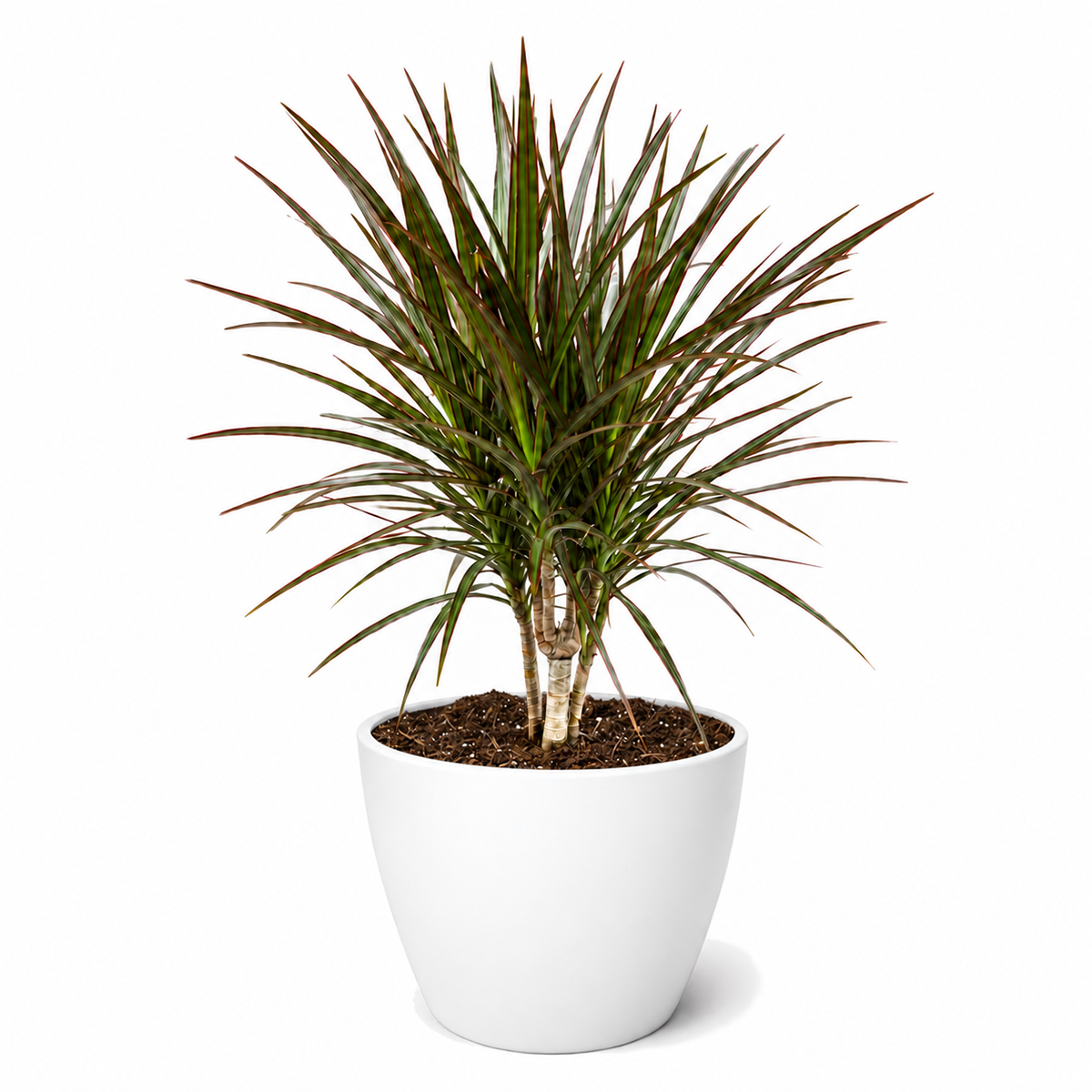 Dracaena 'Marginata Cane'