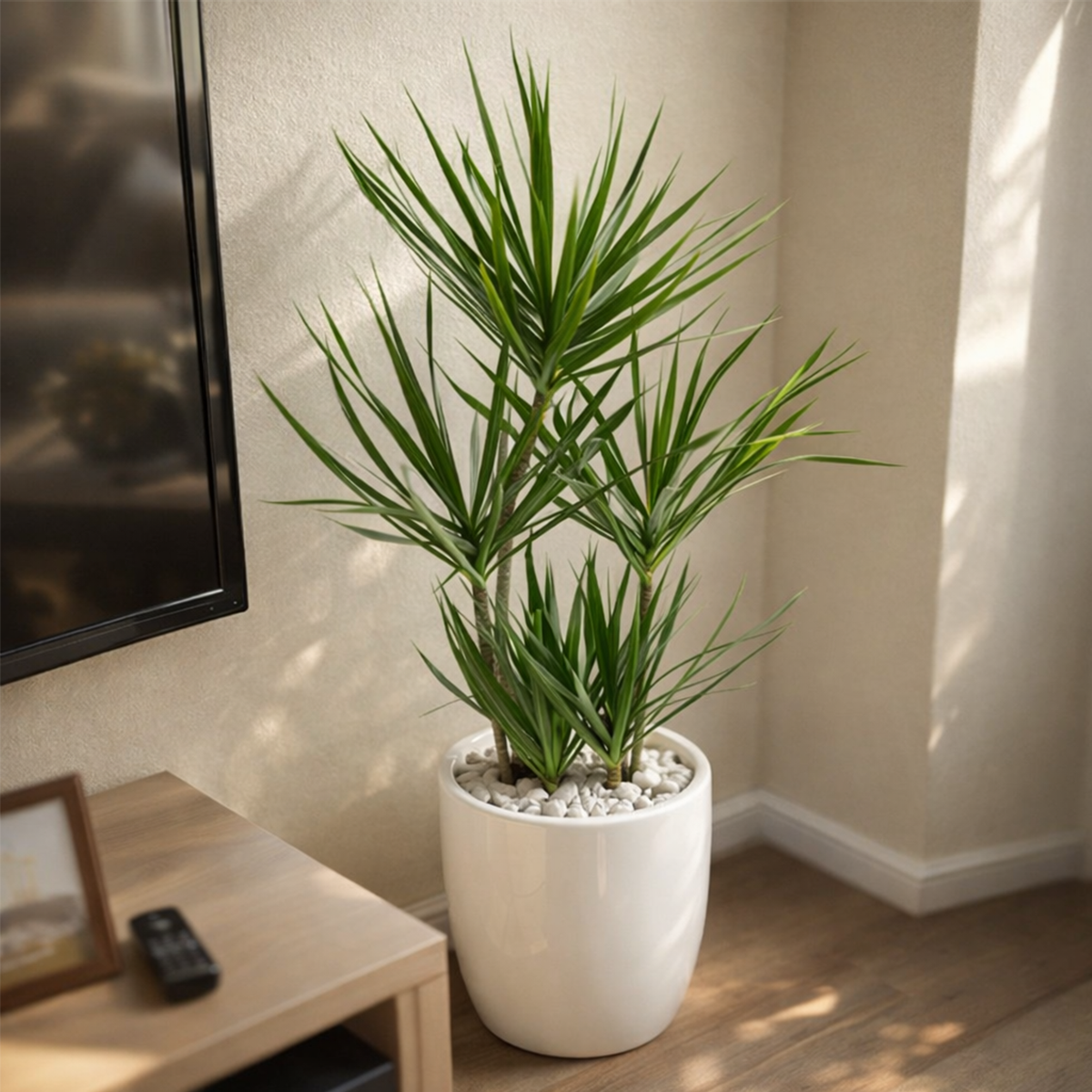 dracaena coffee plant Small size Dracaena Marginata