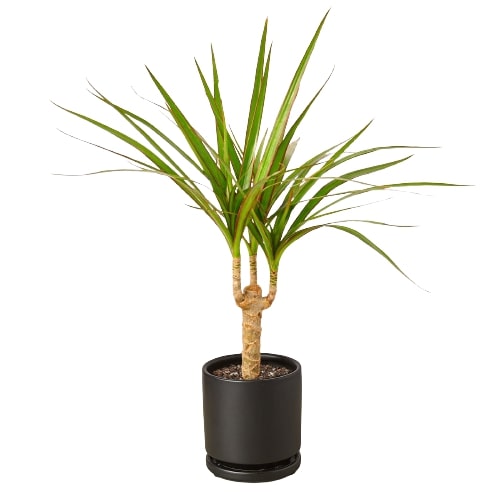 Dracaena Marginata Cane in black ceramic decorative pot, Dracaena Marginata Cane near me, easy to grow indoor plants