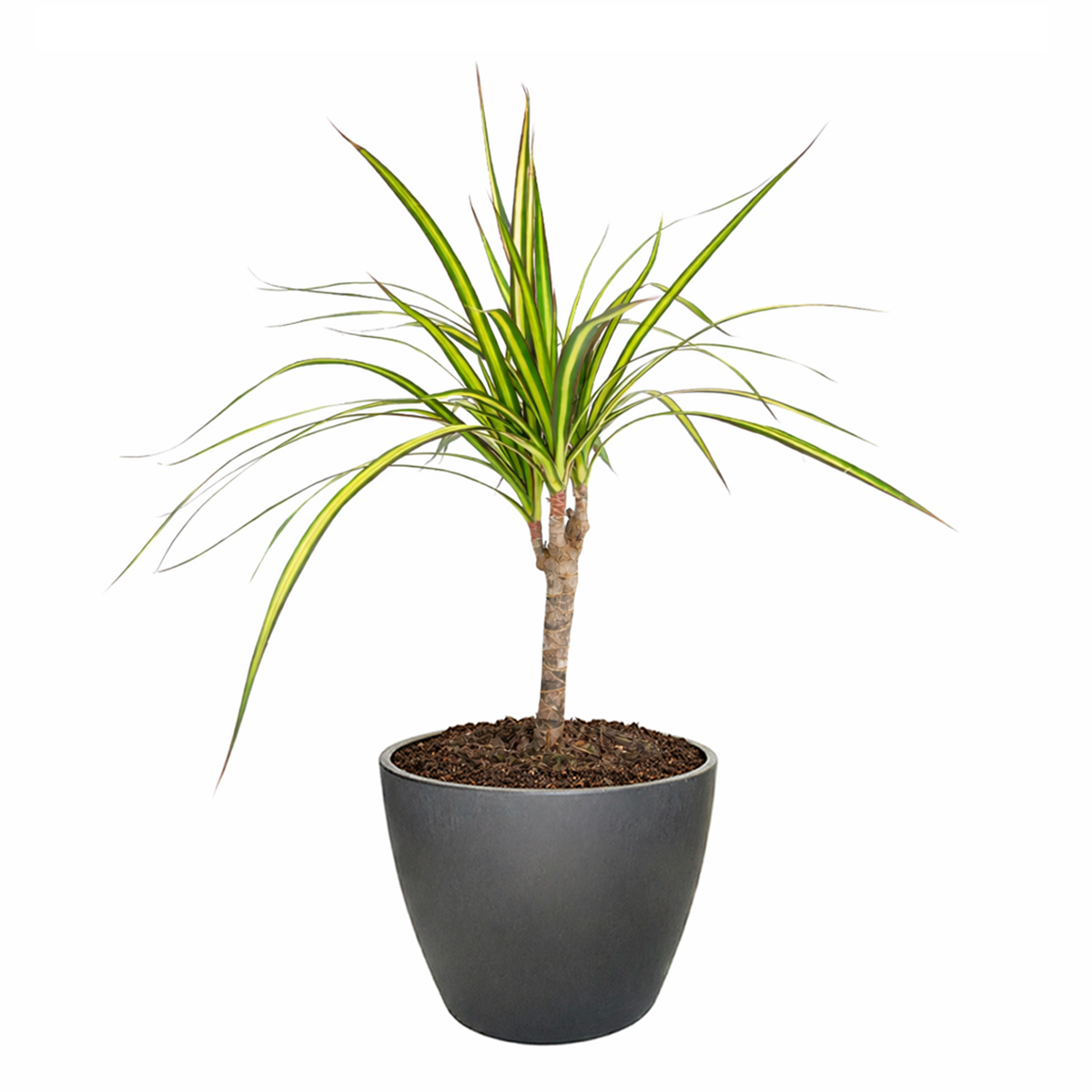 Dracaena Kiwi houseplant in decorative clay pot, houseplant decor ideas, best place to buy outdoor plants online