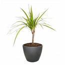 Dracaena Kiwi houseplant in decorative clay pot, houseplant decor ideas, best place to buy outdoor plants online