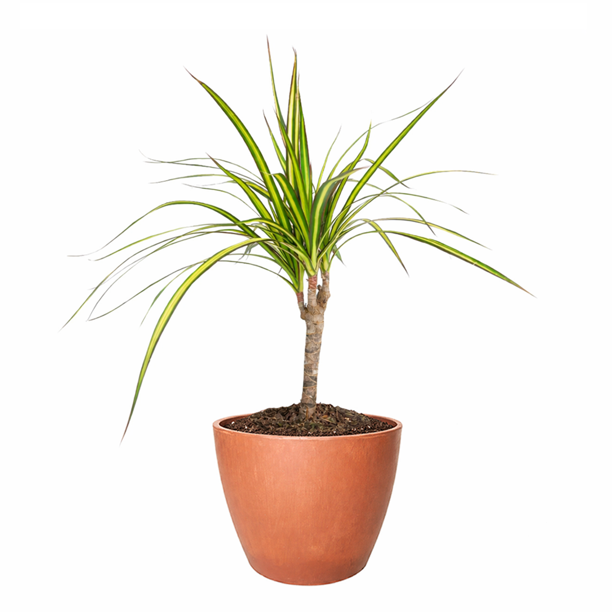 Dracaena Kiwi houseplant in decorative clay pot, houseplant decor ideas, best place to buy outdoor plants online