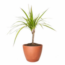Dracaena Kiwi houseplant in decorative clay pot, houseplant decor ideas, best place to buy outdoor plants online