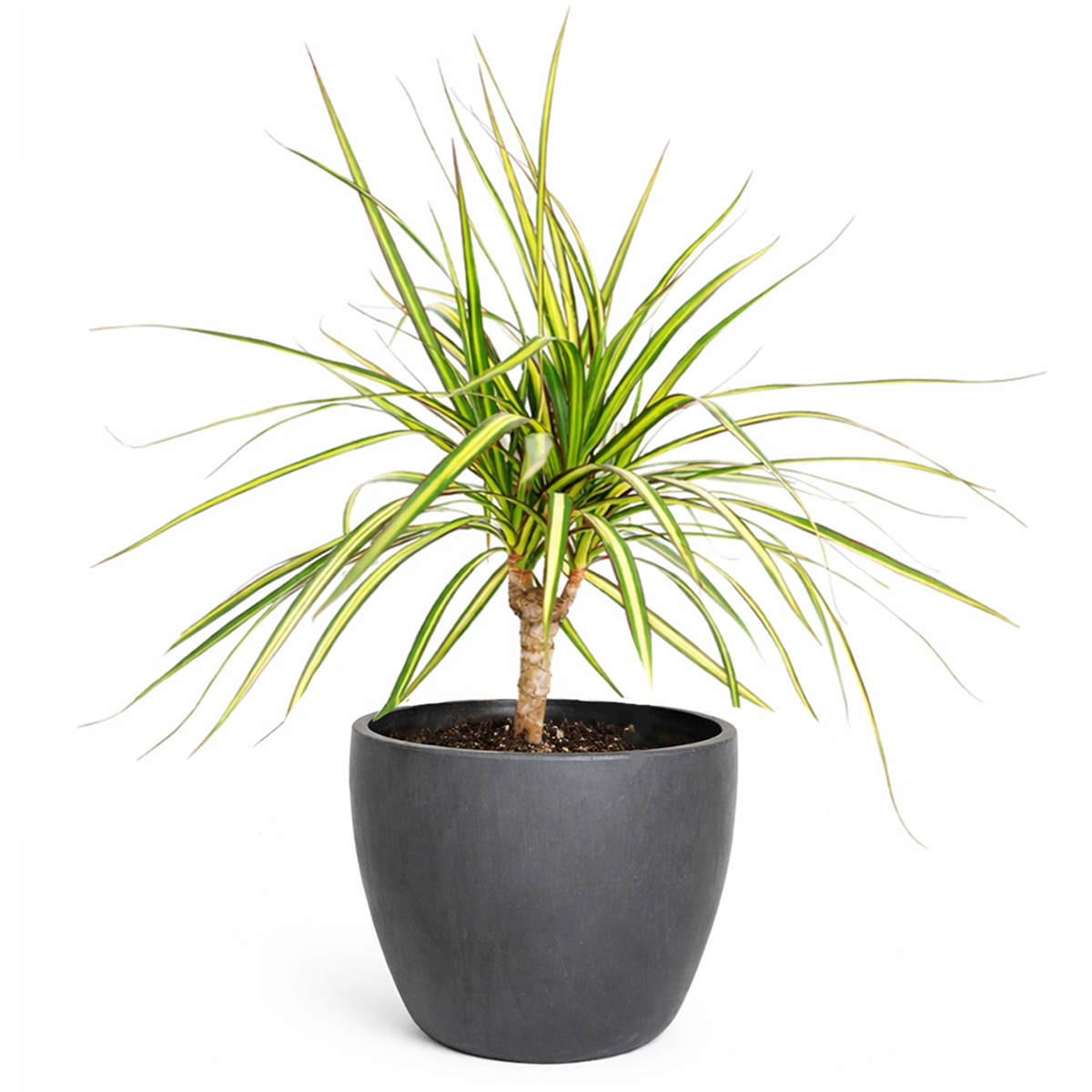 Dracaena Kiwi houseplant in decorative clay pot, houseplant decor ideas, best place to buy outdoor plants online