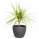Dracaena Kiwi houseplant in decorative clay pot, houseplant decor ideas, best place to buy outdoor plants online