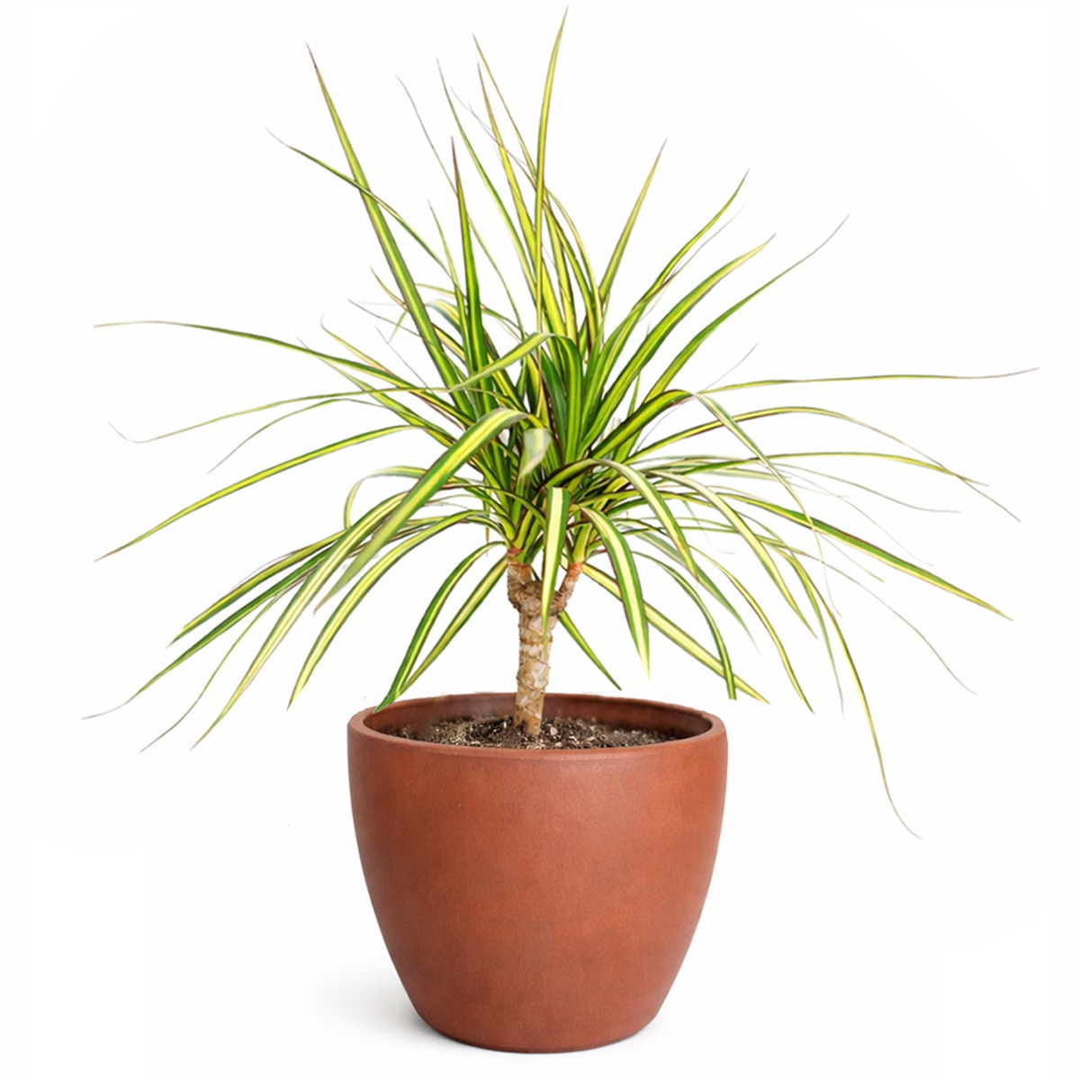 Dracaena Kiwi houseplant in decorative clay pot, houseplant decor ideas, best place to buy outdoor plants online