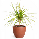 Dracaena Kiwi houseplant in decorative clay pot, houseplant decor ideas, best place to buy outdoor plants online