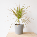 Dracaena 'Red Margined' - 4" Pot