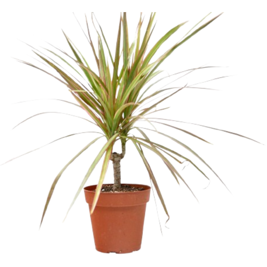 buy dracaena 'red margined' - 4" pot live houseplant 4 inch pot online, dark green sword-shaped leaves with vivid red margins, slender upright growth form, architectural silhouette, low light tolerant, slow growing indoor tree, striking tropical accent for living rooms, a thoughtful housewarming gift for plant lovers