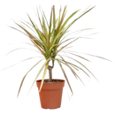 4 inch pot dracaena 'red margined' - 4" pot live houseplant for sale, narrow arching foliage with red-edged ribbon-like leaves, woody sculptural cane stem, air purifying and drought tolerant, beginner friendly care, elegant floor plant accent for modern or bohemian interiors, a lasting and meaningful gift for any home