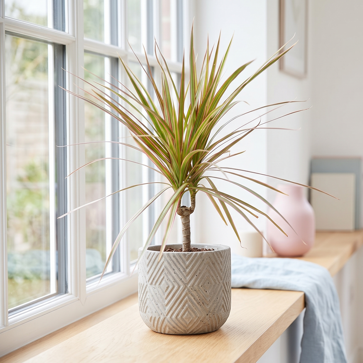 Dracaena 'Red Margined' - 4" Pot