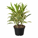Dracaena &#39;Song of India&#39; with pots, plants for sale, plant shop in ca, buy Dracaena &#39;Song of India&#39; online, live indoor plants