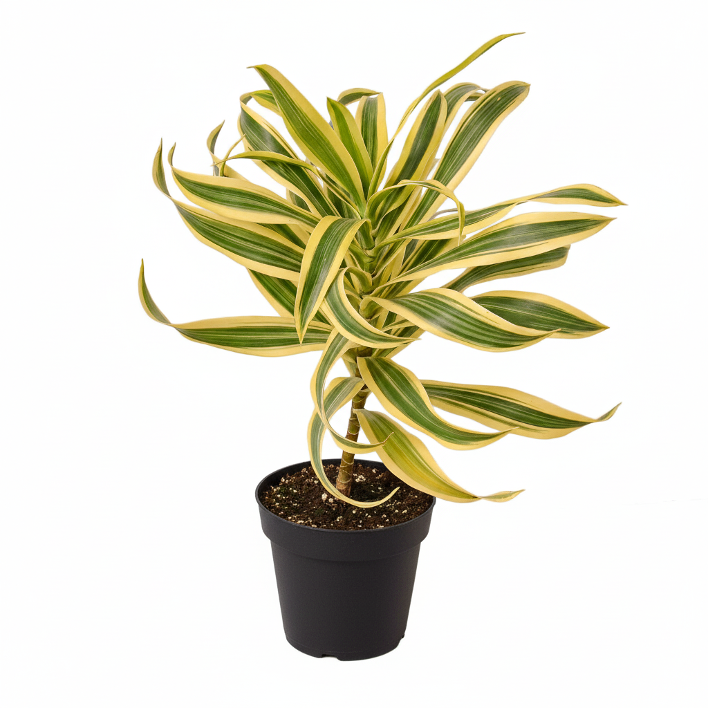 Dracaena &#39;Song of India&#39;, 4 inch Dracaena &#39;Song of India&#39;, 4 inch colorful houseplants, plants for sale