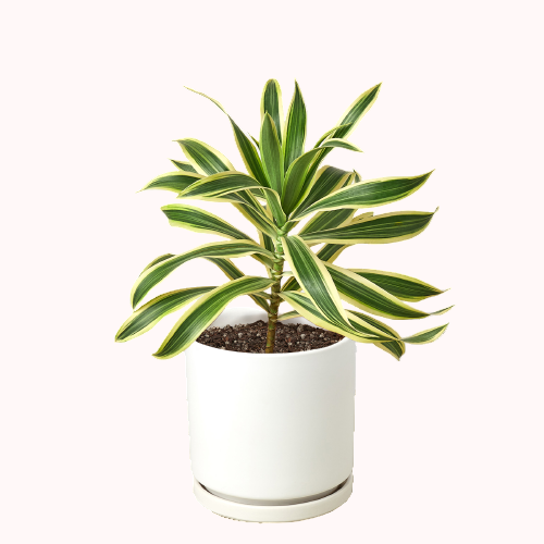 Dracaena &#39;Song of India&#39; with pots, plants for sale, plant shop in ca, buy Dracaena &#39;Song of India&#39; online, live indoor plants