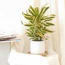 Dracaena 'Song of India' with pots, plants for sale, plant shop in ca, buy Dracaena 'Song of India' online, live indoor plants