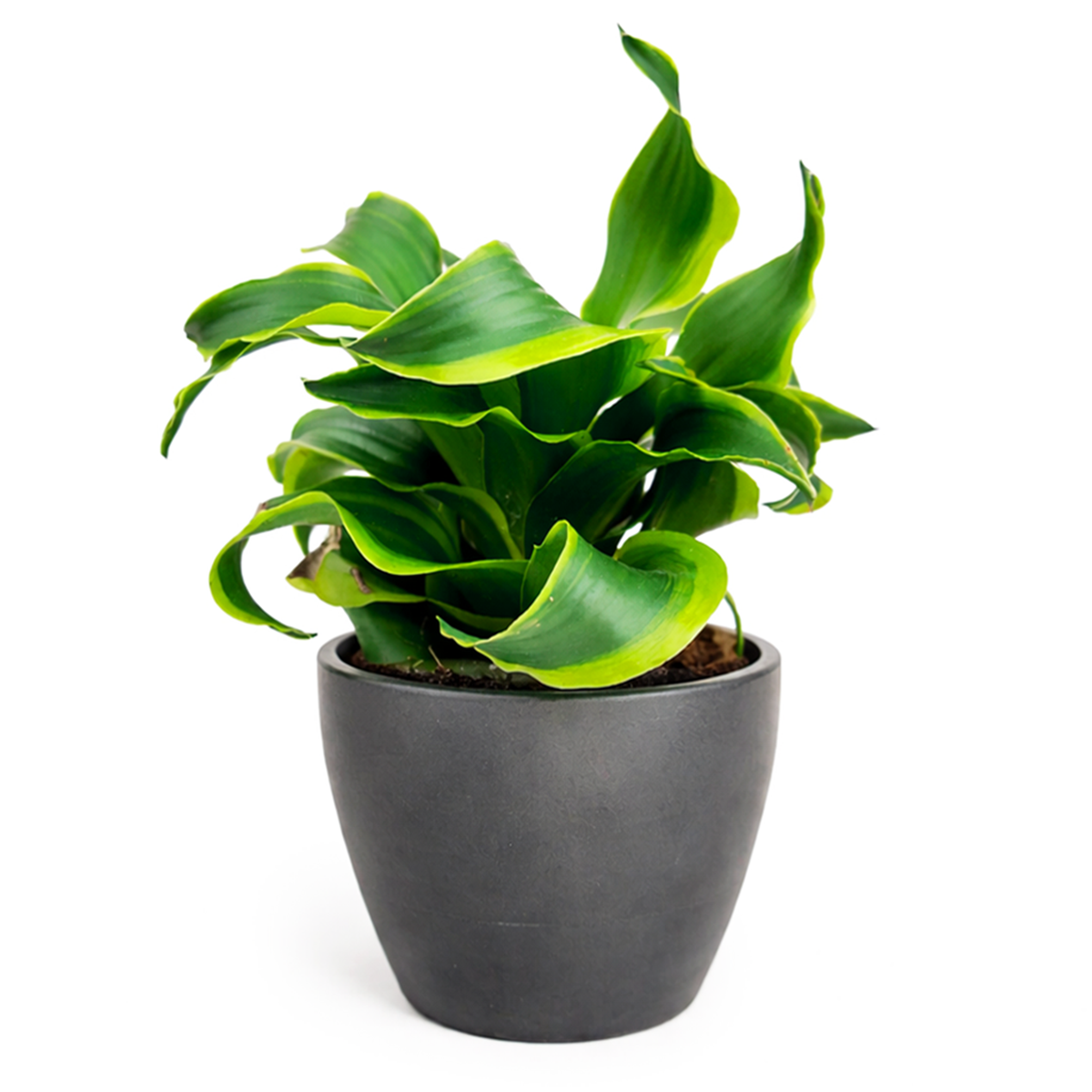 Dracaena Tornado, Dracaena Houseplants, Indoor Houseplants, Unique Foliage Houseplants, Easy Care Houseplants, Air Purifying Houseplants