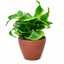 Dracaena Tornado, Dracaena Houseplants, Indoor Houseplants, Unique Foliage Houseplants, Easy Care Houseplants, Air Purifying Houseplants