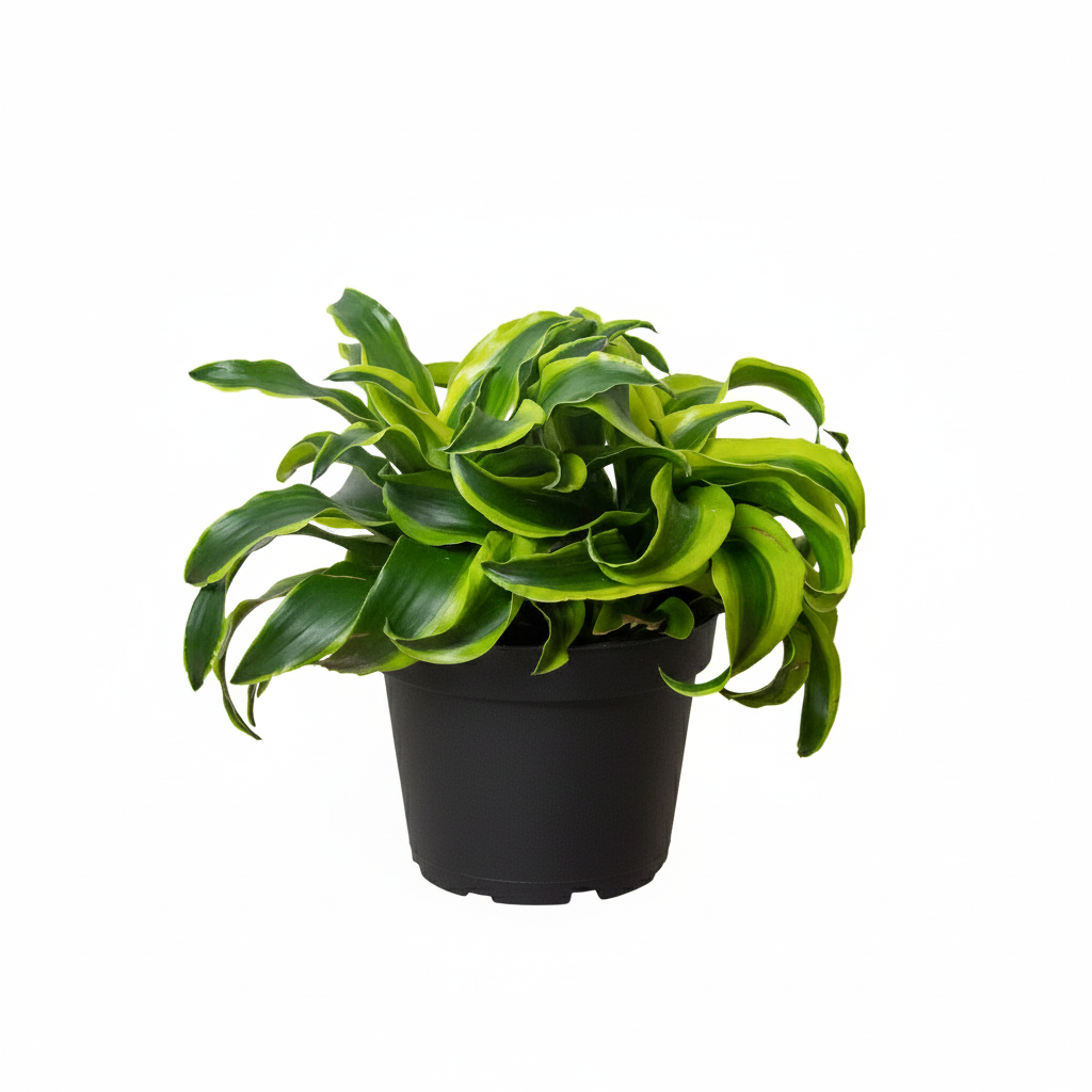 6 inch Dracaena 'Tornado', easy to care Dracaena live plants, buy Dracaena 'Tornado' online, unique leaves tropical plants