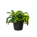 6 inch Dracaena 'Tornado', easy to care Dracaena live plants, buy Dracaena 'Tornado' online, unique leaves tropical plants