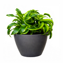 Dracaena Tornado, Dracaena Houseplants, Indoor Houseplants, Unique Foliage Houseplants, Easy Care Houseplants, Air Purifying Houseplants