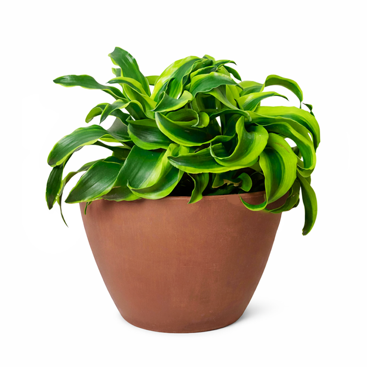 dracaena lemon lime brown tips Dracaena Tornado - Unique Foliage Houseplants - Dracaena Care Tips