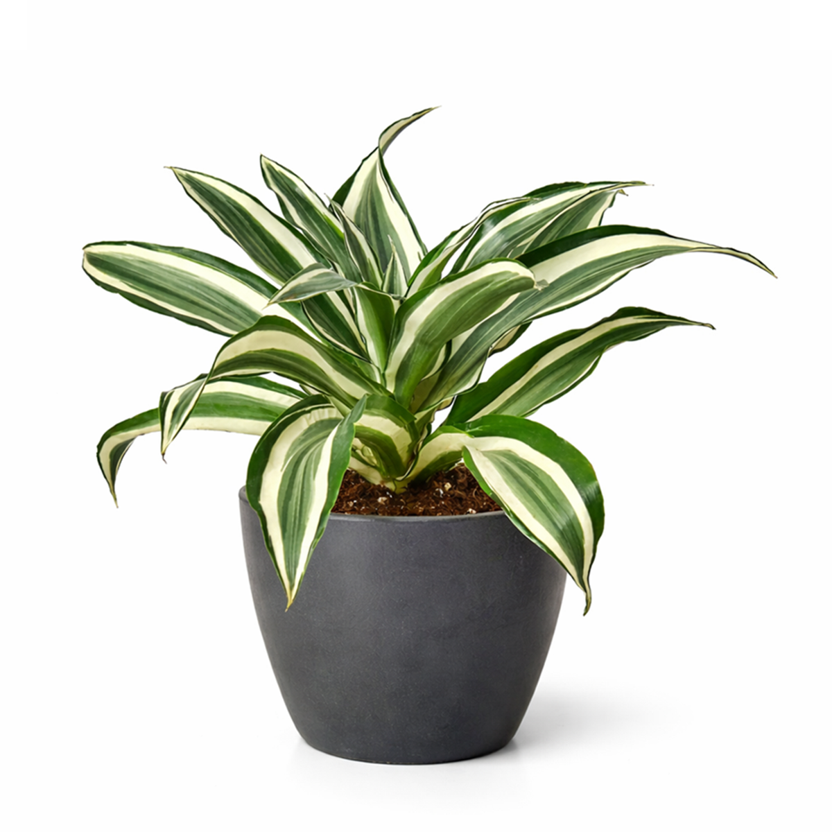 Dracaena 'Warneckii White Jewel' for sale, Dracaena tree plants for sale, Dracaena 'Warneckii White Jewel' near me