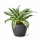 Dracaena 'Warneckii White Jewel' for sale, Dracaena tree plants for sale, Dracaena 'Warneckii White Jewel' near me