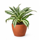 Dracaena 'Warneckii White Jewel' for sale, Dracaena tree plants for sale, Dracaena 'Warneckii White Jewel' near me