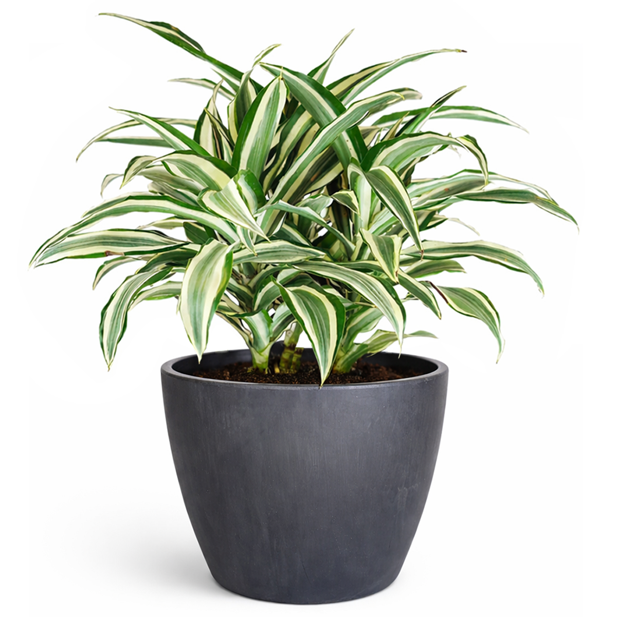 Dracaena 'Warneckii White Jewel' for sale, Dracaena tree plants for sale, Dracaena 'Warneckii White Jewel' near me