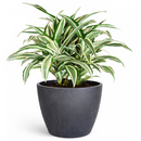 Dracaena 'Warneckii White Jewel' for sale, Dracaena tree plants for sale, Dracaena 'Warneckii White Jewel' near me
