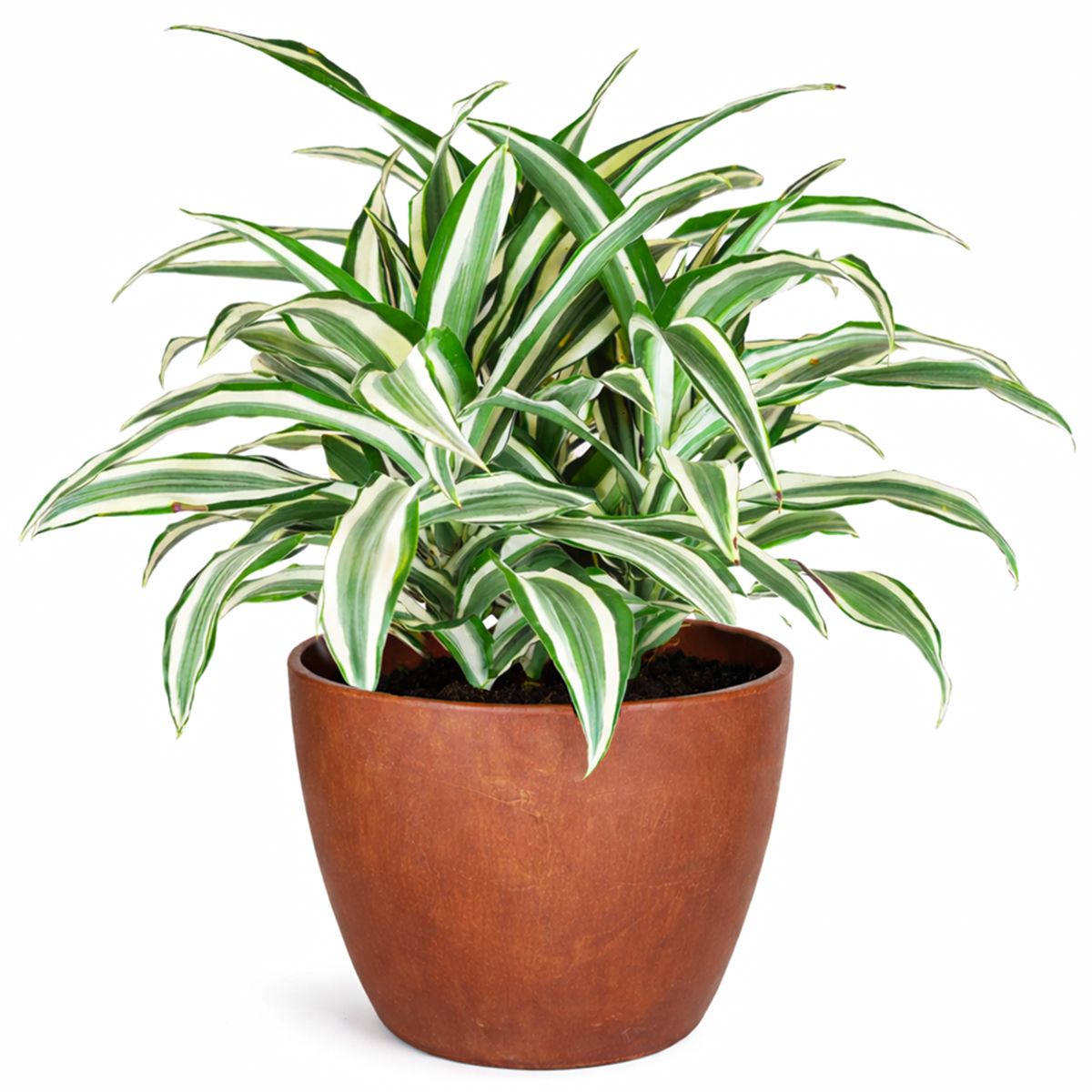 Dracaena 'Warneckii White Jewel' for sale, Dracaena tree plants for sale, Dracaena 'Warneckii White Jewel' near me
