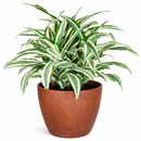 Dracaena 'Warneckii White Jewel' for sale, Dracaena tree plants for sale, Dracaena 'Warneckii White Jewel' near me