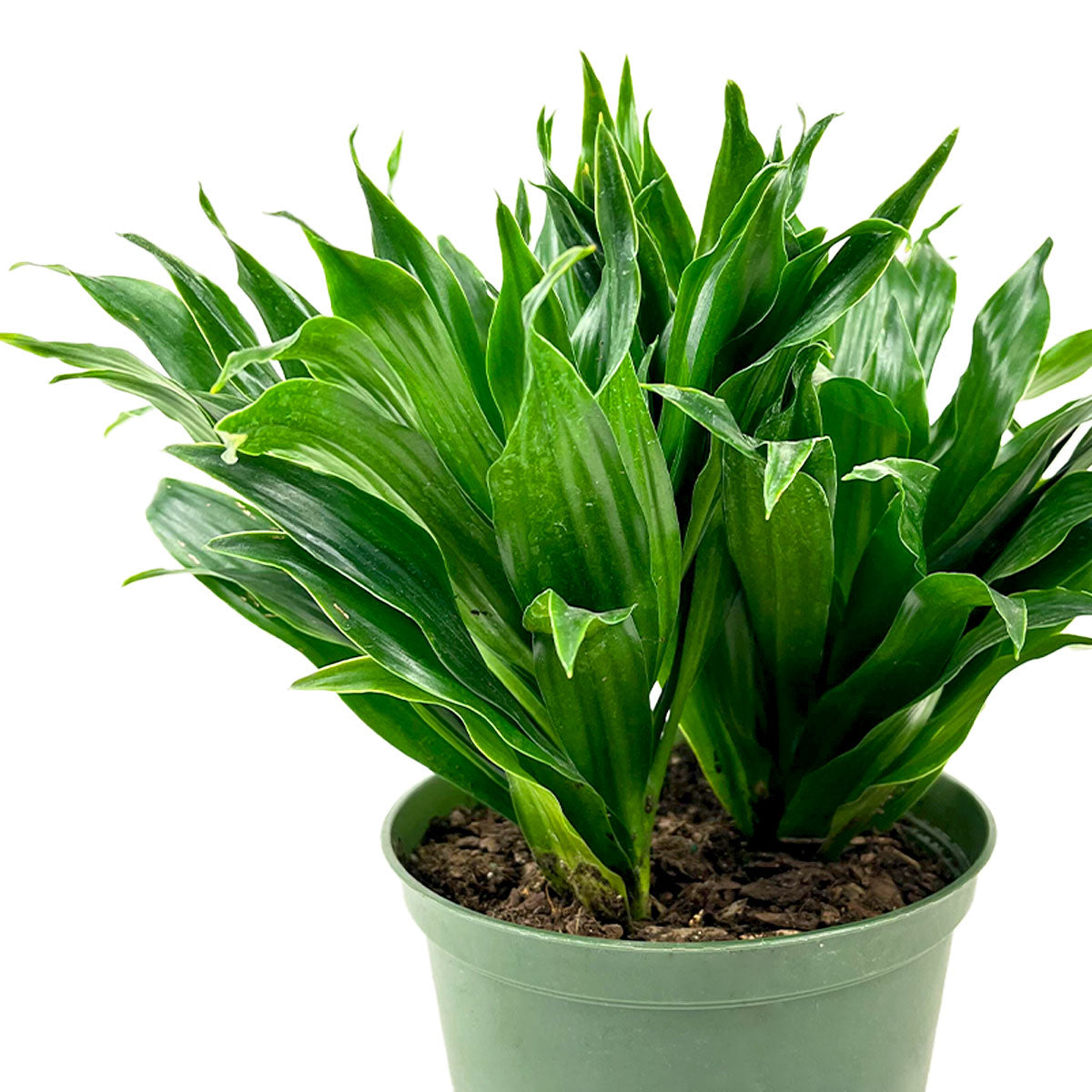 Dracaena Janet Craig Compacta 6&quot; Plant, Types of Dracaena House Plants, Live Plant in a 6 inch Pot, Houseplant Gift Ideas