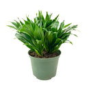 Dracaena Janet Craig Compacta 6&quot; Plant, Types of Dracaena House Plants, Live Plant in a 6 inch Pot, Houseplant Gift Ideas