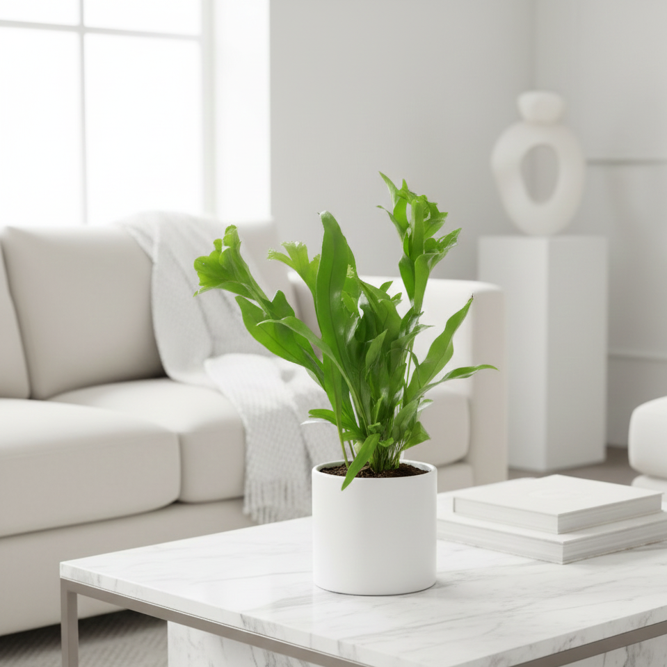 Buy the Green Flame Fern online, Microsorum punctatum, Dwarf Elkhorn, Wavy Fern, low-light houseplant, non-toxic fern