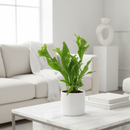 Buy the Green Flame Fern online, Microsorum punctatum, Dwarf Elkhorn, Wavy Fern, low-light houseplant, non-toxic fern