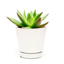 Succulent Christmas Gift Ideas, Christmas Gift Ideas for Succulent Lovers, Holiday Succulent Planter, Holiday Decorating with Succulents, 4 inch echeveria agavoides christmas in terracotta clay pot as gift