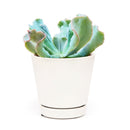  succulent care tips, Succulents shop near me, indoor succulents, succulent plant, succulents shop in California, succulent care, Echeveria Culibra Succulent in California, How to grow Echeveria Culibra Succulent, Succulents for thanksgiving, Thanksgiving succulents gift