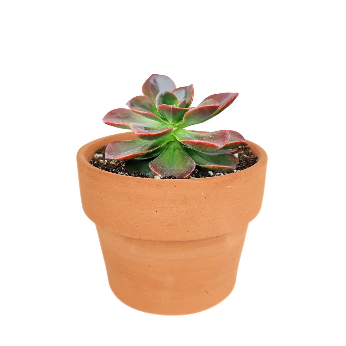  How to grow Echeveria Melaco, How to care echeveria succulents for thanksgiving, Easter echeveria gift, echeveria, echeveria succulent, echeveria types, succulent echeveria, buy succulents online, succulent shop, succulent store, echeveria plant, indoor succulents