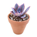 Echeveria Afterglow Succulent Care Guide, indoor succulents, echeveria, echeveria succulent, echeveria types, succulent echeveria, buy succulents online, succulent shop, succulent store, echeveria plant, colorful rose-shaped succulent for sale