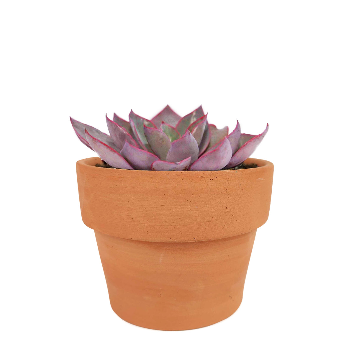 Echeveria Afterglow Pink Succulent for sale, Pink Rosette Shaped Succulent, Wedding Succulent Ideas, Succulent Gift Decor Ideas, How to grow Echeveria Afterglow Succulent