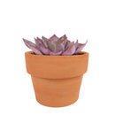 Echeveria Afterglow Succulent Care Guide, indoor succulents, echeveria, echeveria succulent, echeveria types, succulent echeveria, buy succulents online, succulent shop, succulent store, echeveria plant, colorful rose-shaped succulent for sale