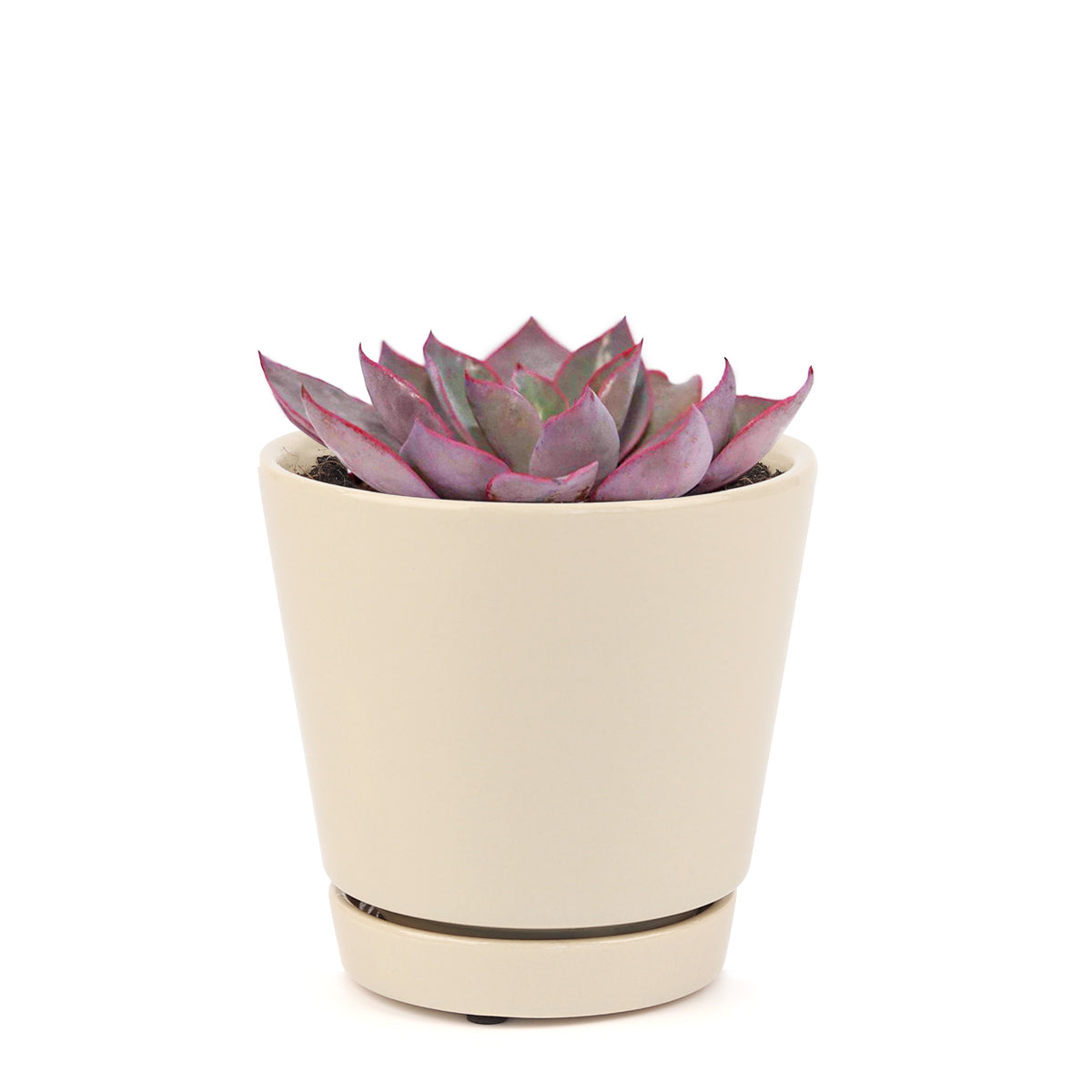 Echeveria Afterglow Succulent Care Guide, indoor succulents, echeveria, echeveria succulent, echeveria types, succulent echeveria, buy succulents online, succulent shop, succulent store, echeveria plant, rose-shaped succulent