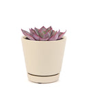 Echeveria Afterglow Succulent Care Guide, indoor succulents, echeveria, echeveria succulent, echeveria types, succulent echeveria, buy succulents online, succulent shop, succulent store, echeveria plant, colorful rose-shaped succulent for sale