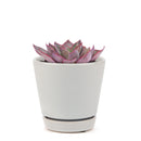 Echeveria Afterglow Succulent Care Guide, indoor succulents, echeveria, echeveria succulent, echeveria types, succulent echeveria, buy succulents online, succulent shop, succulent store, echeveria plant, colorful rose-shaped succulent for sale