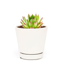  indoor succulents, echeveria, echeveria succulent, echeveria types, succulent echeveria, buy succulents online, succulent shop, succulent store, echeveria plant, colorful succulent plants