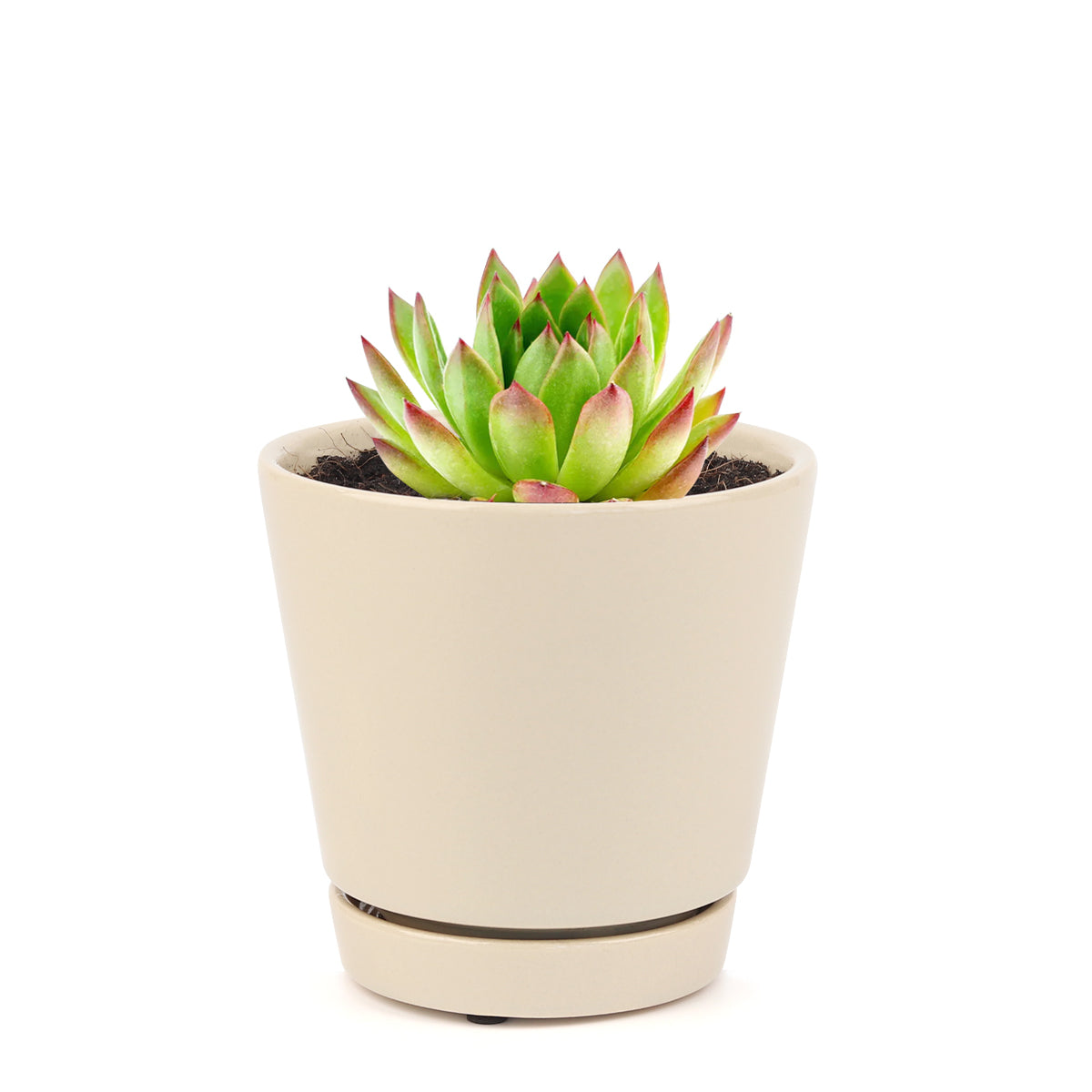  indoor succulents, echeveria, echeveria succulent, echeveria types, succulent echeveria, buy succulents online, succulent shop, succulent store, echeveria plant, colorful succulent plants