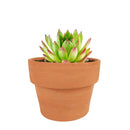  indoor succulents, echeveria, echeveria succulent, echeveria types, succulent echeveria, buy succulents online, succulent shop, succulent store, echeveria plant, colorful succulent plants
