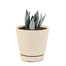 Echeveria Black Prince Succulent, indoor succulents, echeveria, echeveria succulent, echeveria types, succulent echeveria, buy succulents online, succulent shop, succulent store, echeveria plant, carer tips for growing echeveria succulent plants