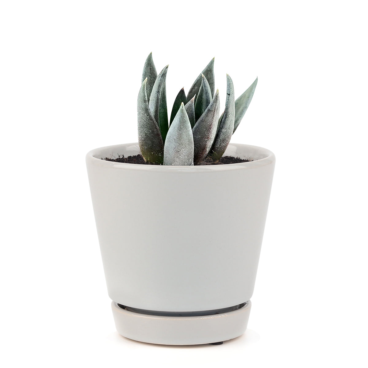 Echeveria Black Prince Succulent, indoor succulents, echeveria, echeveria succulent, echeveria types, succulent echeveria, buy succulents online, succulent shop, succulent store, echeveria plant, carer tips for growing echeveria succulent plants